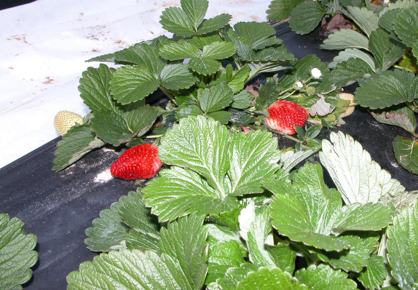 Strawberry season arrives with tasty fruit 